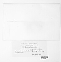 Ochrolechia tartarea image